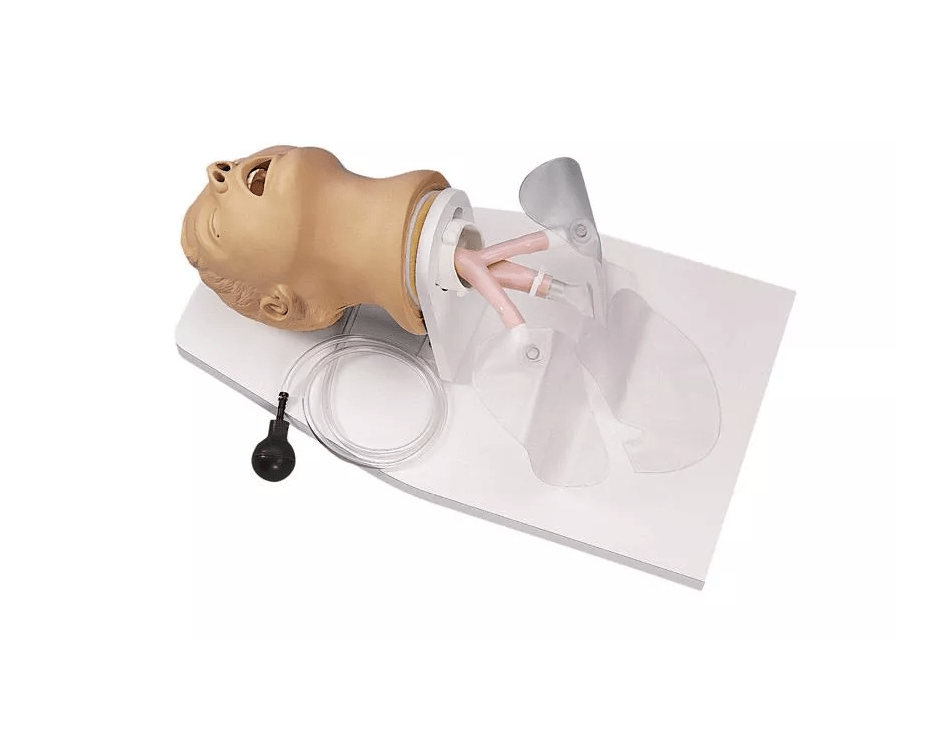 Intubationstrainer Erwachsener - Erler - Zimmer